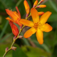 Montbretia